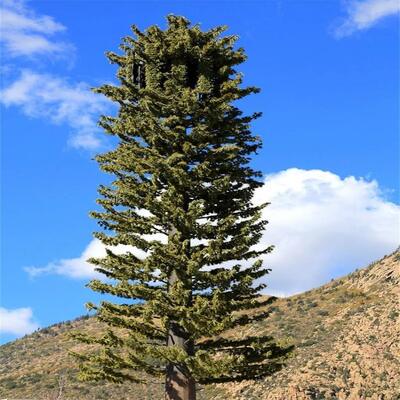 24m 30m Artificial Pine Tree Camouflaged Monopole Tower Bionic Antenna Telecom Tower