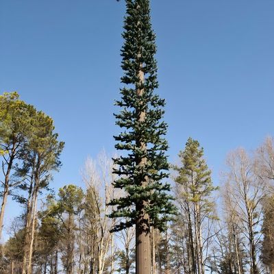 10 20 30 40 50 60 70 80 M Hot Dipped Galvanized Camouflaged Pole Palm / Pine Micro Fake Cell Tower Trees 10 20 30 40 50 60 70 80 M