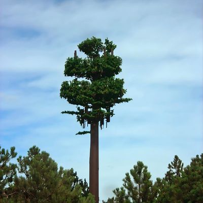 Camouflaged Pole Palm / Pine Micro Fake Cell Tower Trees 10 20 30 40 50 60 70 80 M