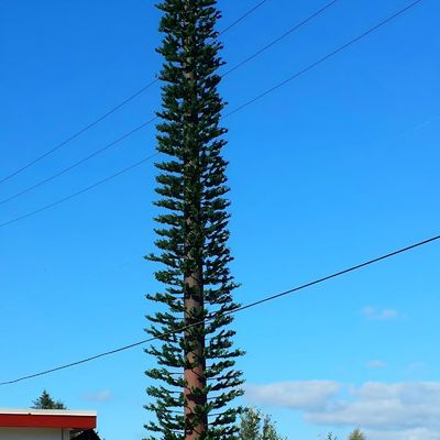 Communication Monopole Fake Pine Tree Cell Tower ASTM A36 A572 Gr50 Cell Tower Disguised As Tree