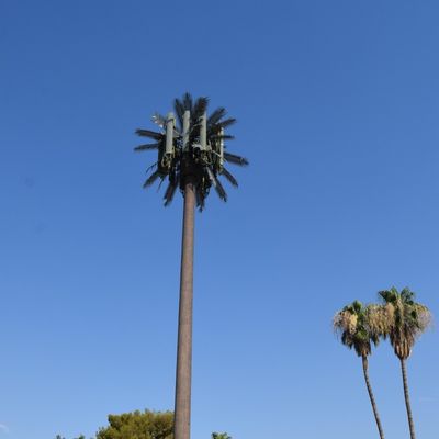Customization 20m-50m Communication Monopole Artificial Tree Cell Towers Telecom Palm Bionic Disguise Tree Pole Tower