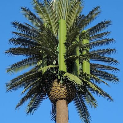 10 20 30 M Palm Tree Fake Tree Cell Tower Camouflaged Telecommunication  5-80M