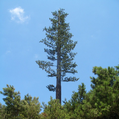 Eco-Friendly Camouflaged Bionic Pine Tree Tower for 5G Wireless Network Aesthetic Integration Bionic Palm Tree Communication Mast Factory